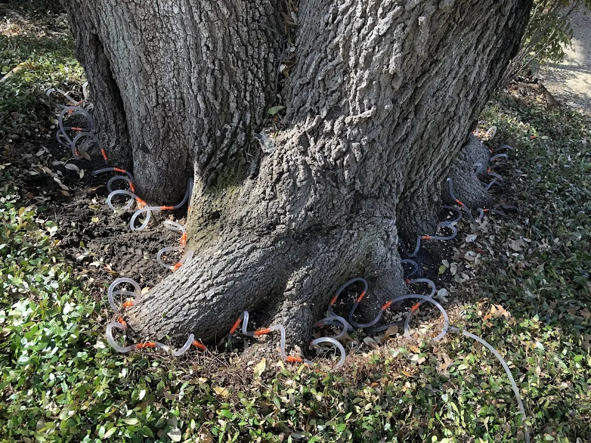 Detailed Tree Cabling and Bracing job site in Winfield
